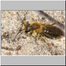 Andrena haemorrhoa - Sandbiene m01a 11mm - Sandgrube Niedringhaussee det.jpg